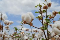 Valor da Produção Agropecuária é estimado em R$ 602,8 bilhões em 2019