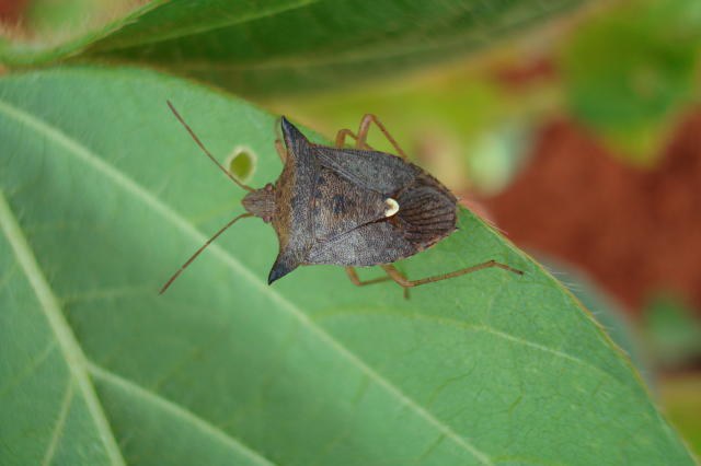 percevejo marrom da soja embrapa.jpg