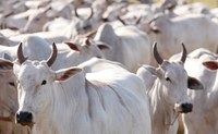 Vigilância agropecuária protege as fronteiras do país contra a febre aftosa