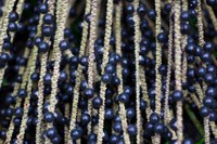 Workshops virtuais abordam oportunidades e perspectivas para a cadeia do açaí