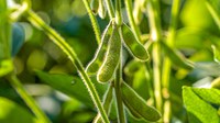 Zoneamento Agrícola da soja é publicado para os estados de Alagoas, Amapá, Roraima e Sergipe