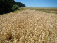 Zoneamento agrícola de risco climático da Cevada é publicado