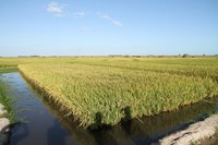 Zoneamento Agrícola de Risco Climático do arroz irrigado é atualizado para Santa Catarina e parte do Paraná
