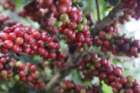 Zoneamento agrícola de risco climático do café na Bahia é atualizado