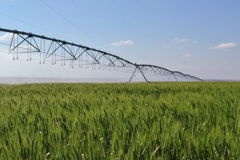 Trigo BRS 394, lavoura em Cristalina, GO_ maio2020(Foto_Jorge Chagas).jpg