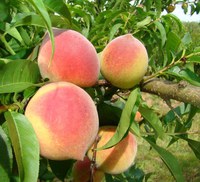 Zoneamento agrícola de risco climático para pêssego e nectarina é ampliado para todo o Brasil