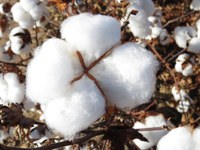 Zoneamento Agrícola para cultivo do algodão herbáceo é publicado para safra 2022/2023