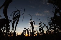 Zoneamento de risco climático para 1ª safra do milho e do consórcio milho com braquiária já está disponível