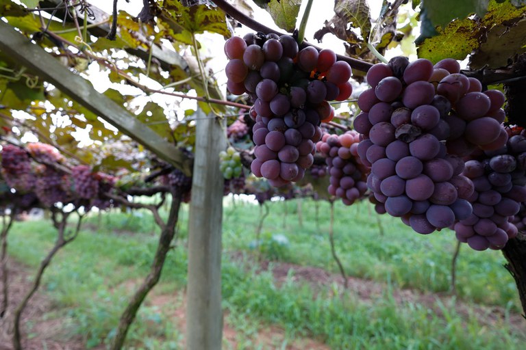 Plantacao de Uva Parreira de Uva_fm_ (38).jpg