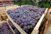 Depois de 14 anos, uva niagara de Jundiahy recebe reconhecimento como Indicação Geográfica