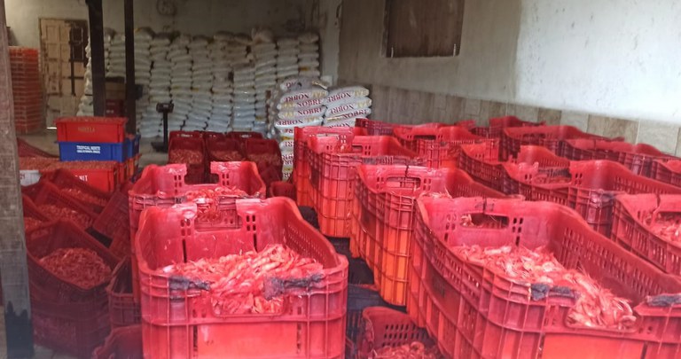 camarao-seco-RJ (3).jpeg