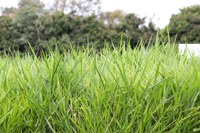 Mapa investe no zoneamento da produção forrageira para pecuária