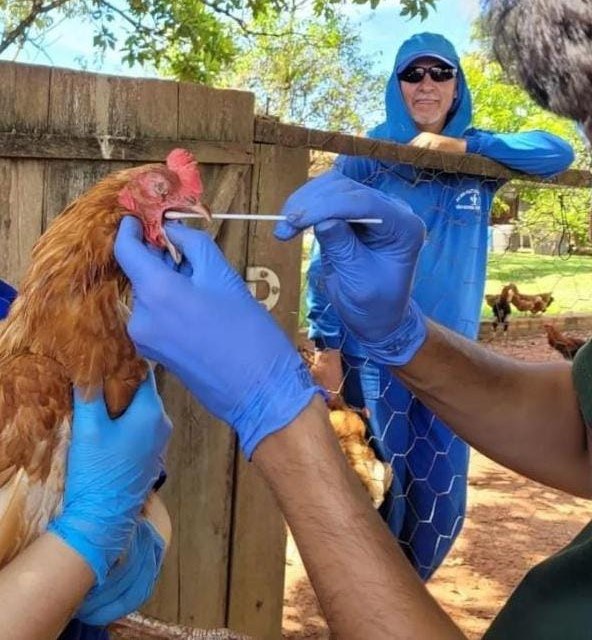 Foto 06 SFA-MS Vigilância ativa em aves de subsistência em áreas de risco e coleta de amostras.jpg