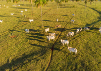 NOTA OFICIAL - Mapa confirma que caso de Encefalopatia Espongiforme Bovina é atípico