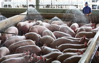 Peste Suína Clássica: 4ª etapa da campanha de vacinação em Alagoas acontece até 15 de julho