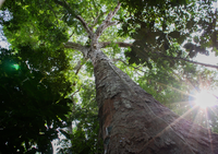 Plano Amazônia + Sustentável traz ações para consolidação das cadeias produtivas na região