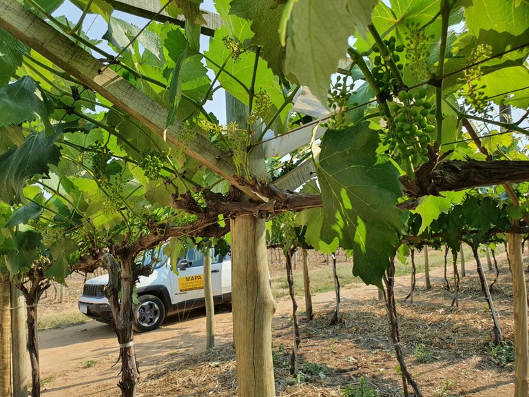 uva_armadilha_lobesia_foto_lucas (3).jpeg