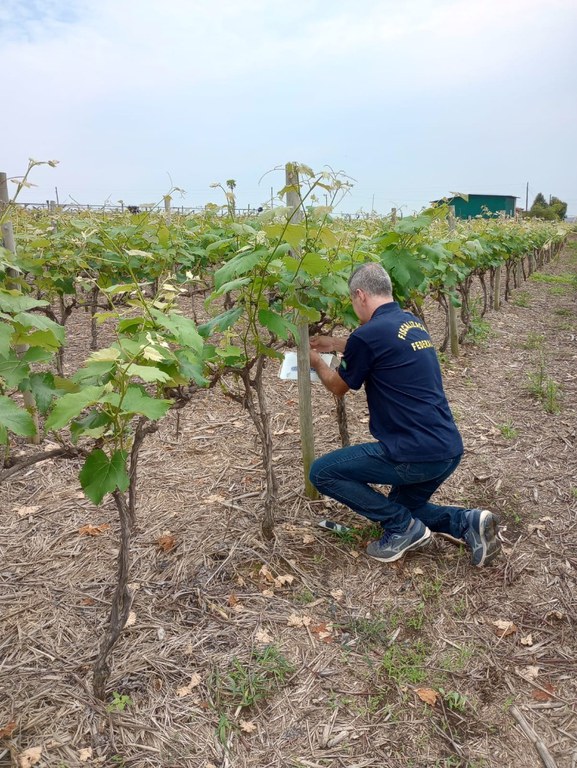 uva_lobesia_scheila (18).jpeg