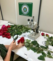 Vigiagro fiscaliza 50 toneladas de rosas para o Dia dos Namorados