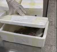 Vigiagro intercepta bagagem com 180 tartarugas e 30 enguias em Guarulhos