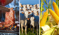 Carne bovina e milho são destaques na exportação brasileira