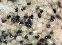 Mapa alcança 60 especificações de referência para o controle de pragas