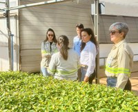 Mapa promove interação entre governo e setor produtivo de árvores cultivadas