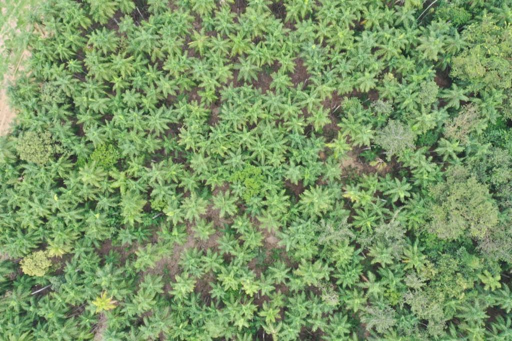 Mapa publica Zoneamento Agrícola de Risco Climático da Macaúba. Foto: Simone Favaro