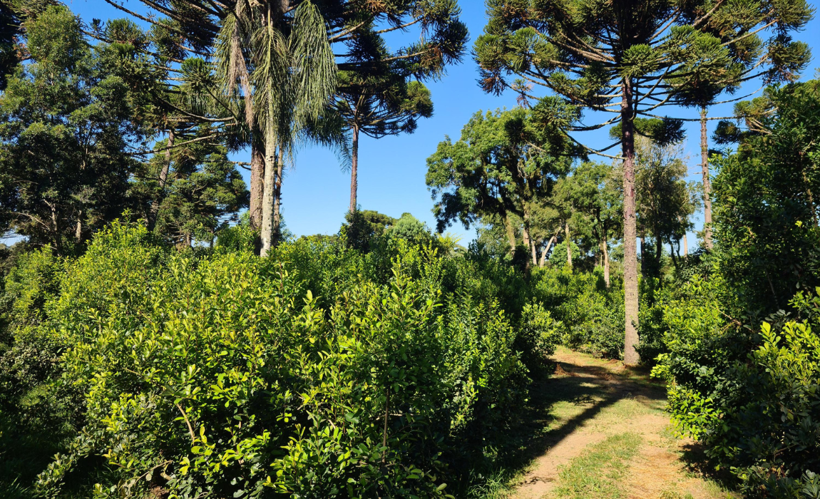 Erva-mate no sul. Foto Embrapa