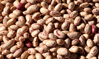 Abertura de mercado agropecuário para o Brasil na Costa Rica