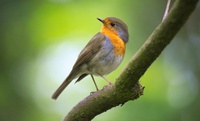 Abertura de mercado para aves vivas do Brasil para os Emirados Árabes Unidos