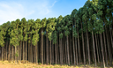 CAPA SITE 1150 X 700.png