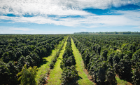 Aplicação do crédito rural da safra 2024/2025 somou R$ 330,9 bilhões