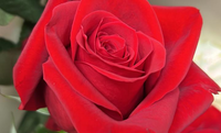 Carga com 60 toneladas de rosas chega da Colômbia em Viracopos