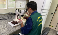 Em Guarulhos, Vigiagro intercepta ácaro quarentenário em carga de cerejas chilenas