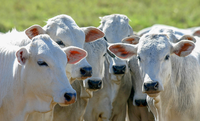 Frigoríficos paranaenses poderão exportar carne bovina e carne suína para o Chile