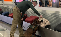 Mapa celebra aposentadoria do cão de detecção Léo