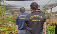 Mapa realiza operação de combate ao trânsito irregular de sementes e mudas em São Paulo