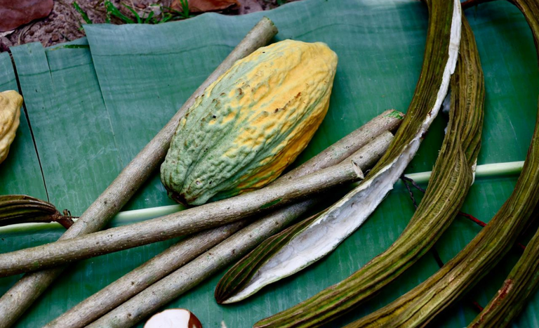Tomé-Açu (7).png