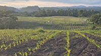 Palmito pupunha do Vale do Ribeira conquista selo de indicação geográfica