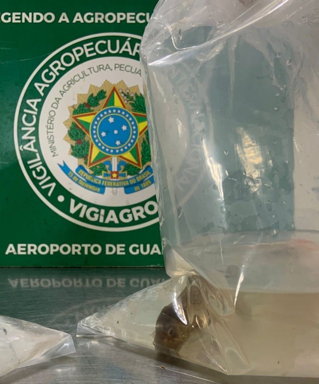 peixes-sp (1).jpeg