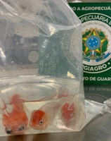Passageiro tenta entrar no país com peixes ornamentais escondidos em bagagem