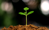 Sustentabilidade orienta principais programas do Mapa e prepara agro brasileiro para a COP 30