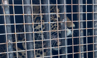 Vigiagro operacionaliza exportação de onça por Foz do Iguaçu para reintrodução na Argentina