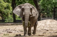 Vigiagro operacionaliza importação de elefanta do Ecoparque de Buenos Aires para santuário em Mato Grosso