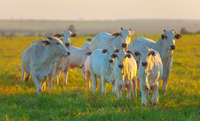 China reconhece todo o território brasileiro como livre de febre aftosa sem vacinação
