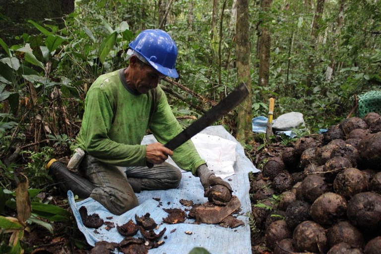 castanha---embrapa-acre.jpg.jpeg