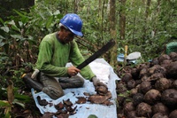 Mapa, MMA e MPA instituem regulamento técnico para produtos do extrativismo sustentável orgânico
