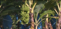 Mapa registra nova variedade espontânea de banana em Santa Catarina
