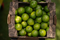 Missão apoiada pelo Mapa amplia oportunidades para frutas brasileiras no mercado indiano